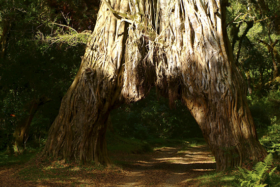 Fig Tree Arch