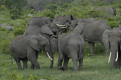 Elephants of Momela Lakes
