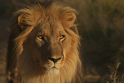 Lion on the Little Serengeti