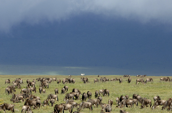 Wildebeests and a lone Zebra on migration