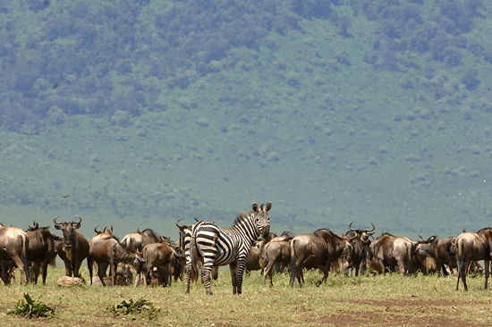 The Great Migration in the Serengeti