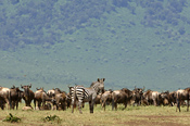 Zebra and wildebeests