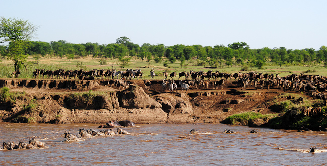 Migration - Serengeti National Park, Tanzania