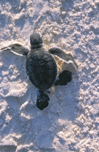 Turtle hatchling
