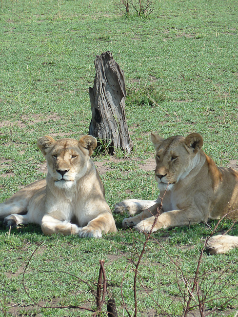 Camp Wildlife - Lions at Olakira North