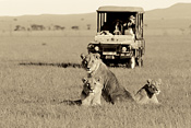Lions and Game Drive