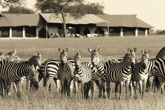 Zebras in front of Sabora Camp, Tanzania