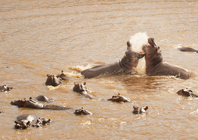 Herd of hippo's
