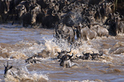 Wildebeests crossing river