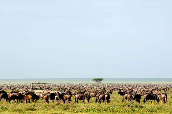 Migration, Nothern Serengeti, Tanzania