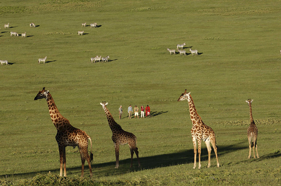 Walking with zebras & giraffes