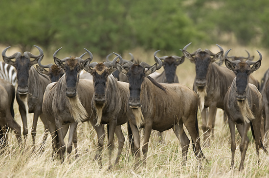Wildebeests at Olakira Camp