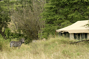 Zebras & Guest tent