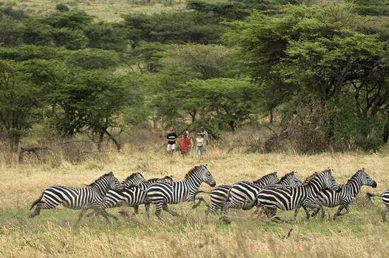 Walking safari & Zebras