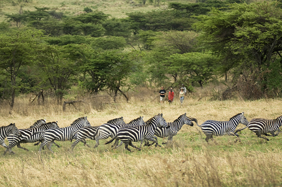 Walking safari & Zebras