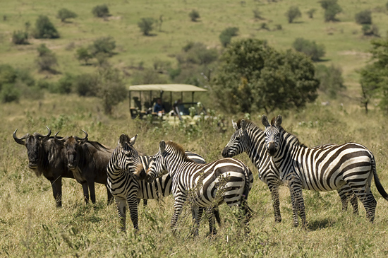 Wildebeests and zebras