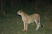 Night drive and cheetah