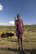 Maasai with his cattle