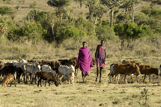 Maasai with their cattle