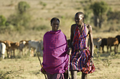 Maasai with their cattle