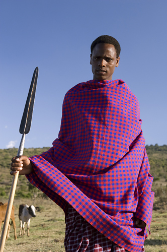 Maasai guarding cattle