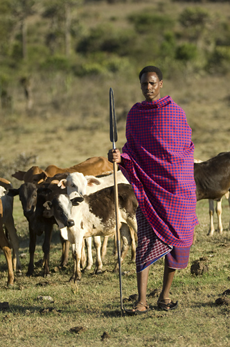 Maasai guarding cattle