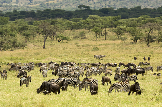 Wildebeests and Zebras