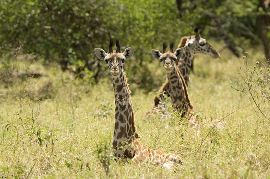 Giraffes sitting