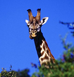 Giraffe - Arusha National Park