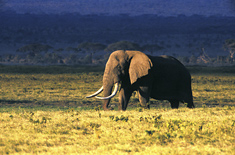 Bull elephant in the Ngorongoro Crater