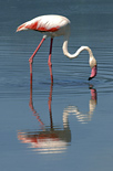 Greater Flamingo, Tanzania
