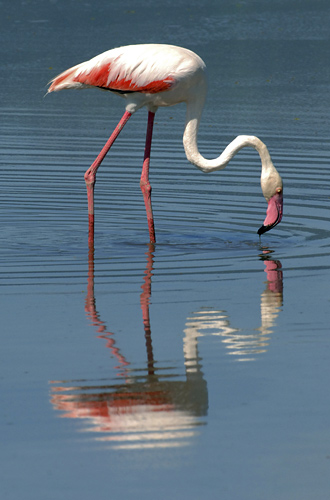 Lesser Flamingo in Lake Manyara