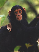 Chimpanzee in Gombe Stream National Park