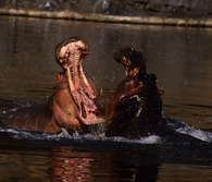 Hippos fighting - Katavi National Park