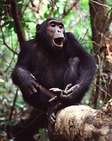 Chimpanzee in Mahale Mountains National Park
