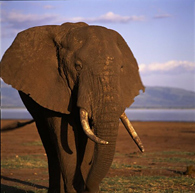 Elephant - Lake Manyara National Park