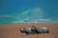 Rhinos at Ngorongoro