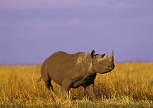 Black rhino in the Serengeti