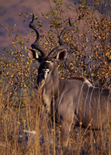Kudu - Ruaha National Park