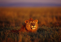 Lion on the Serengeti