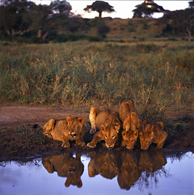 http://www.eyesonafrica.net/african-safari-tanzania/tanz-imgs/tarangire.jpg