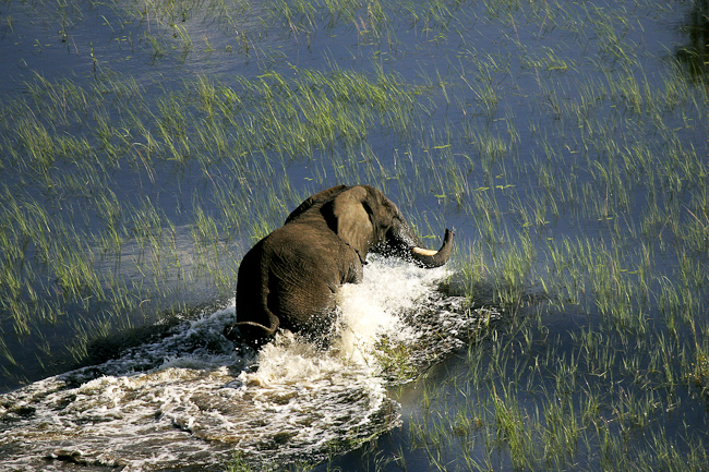Elephant on the Busanga plains