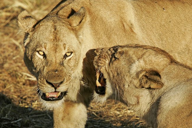 Lionesses at Busanga