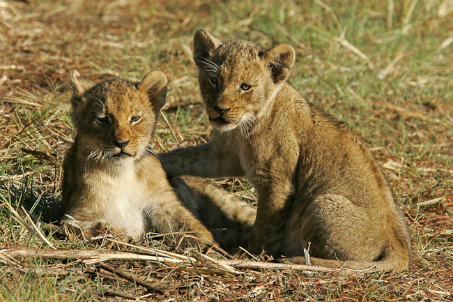 Lion cubs at Busanga