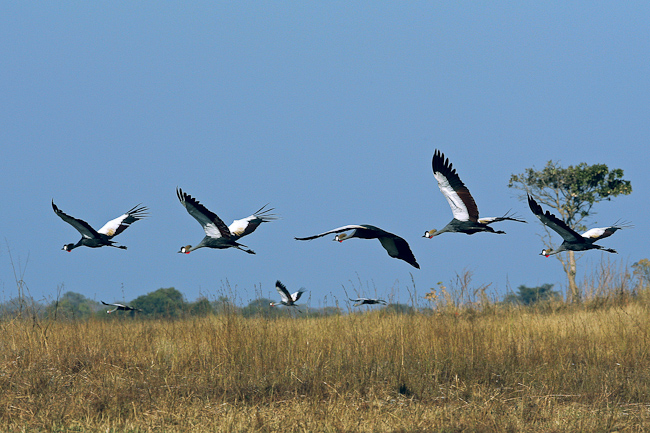 Grey Crowned Cranes in flight