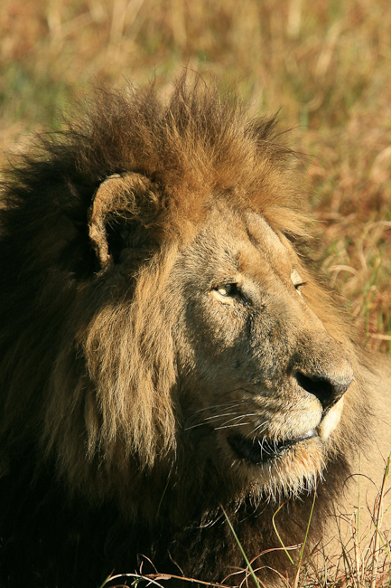 Male lion profile