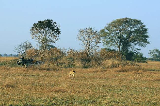 Lioness and game drive