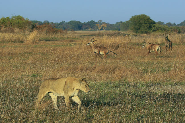Lioness and Roan antelopes