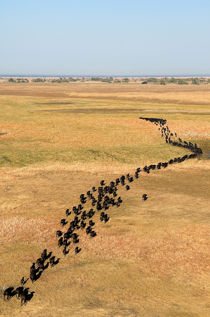 Buffalo herd on the Busanga plain