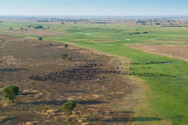 Aerial view of buffalo herd